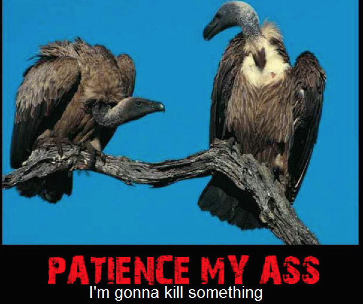 vulturespatience